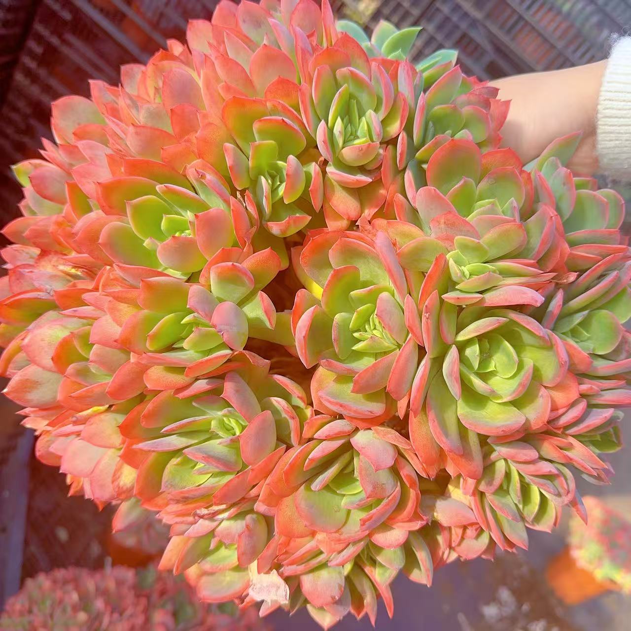 【超大绮罗】 多肉植物 绿植盆栽