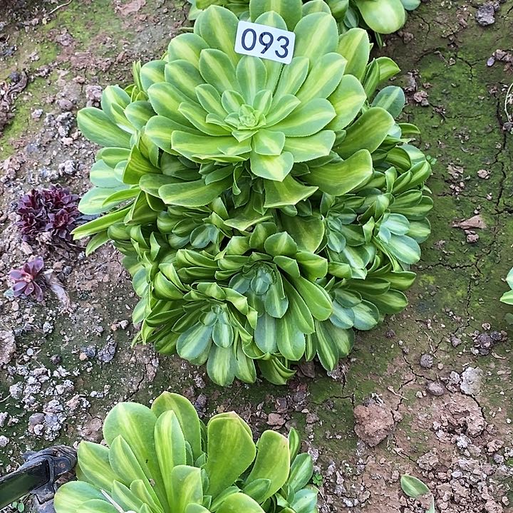 多肉植物法师93翡翠琉璃