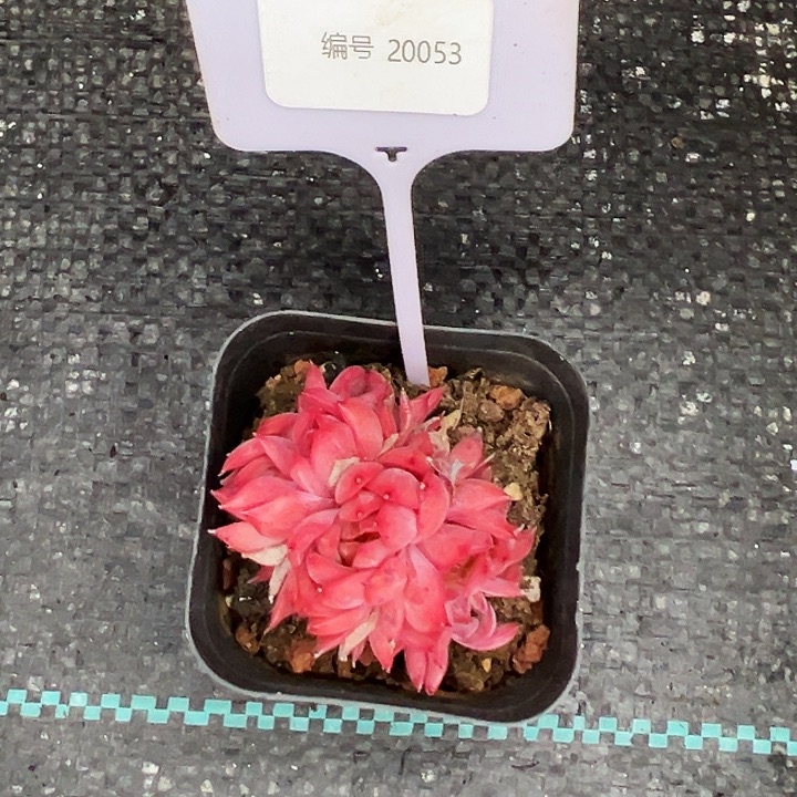 咚***咚20053号。    福利多多