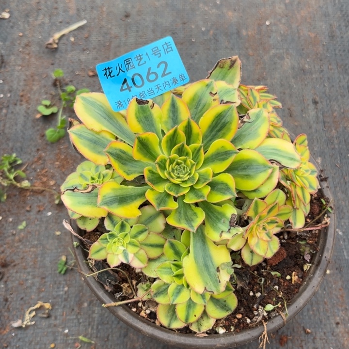 太阳神4062多肉植物