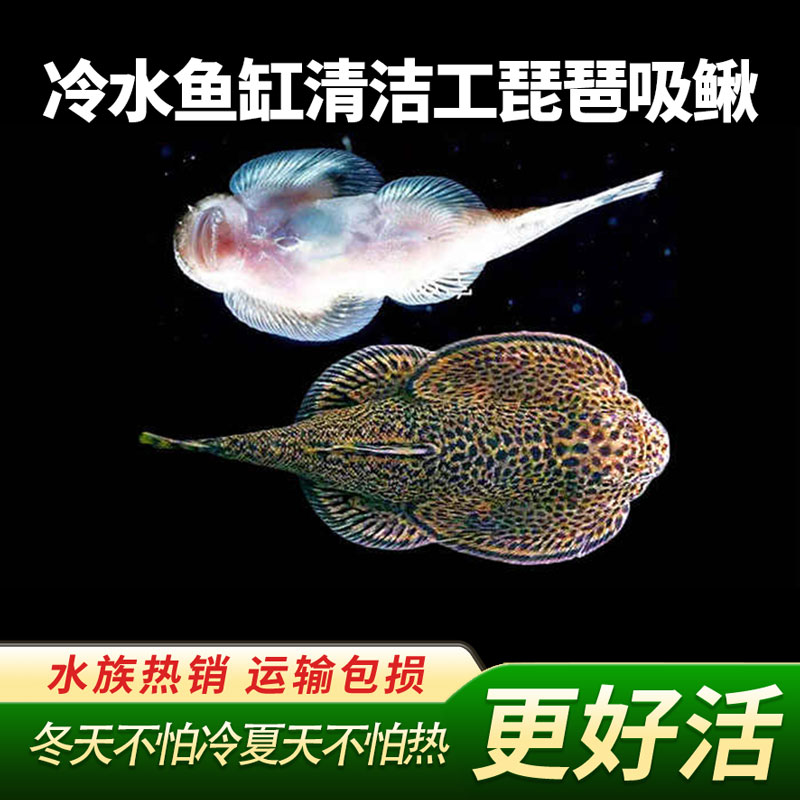 琵琶鼠 观赏鱼热带鱼冷水清道夫鱼 双吸盘吸鳅 除藻吃垃圾擦玻璃