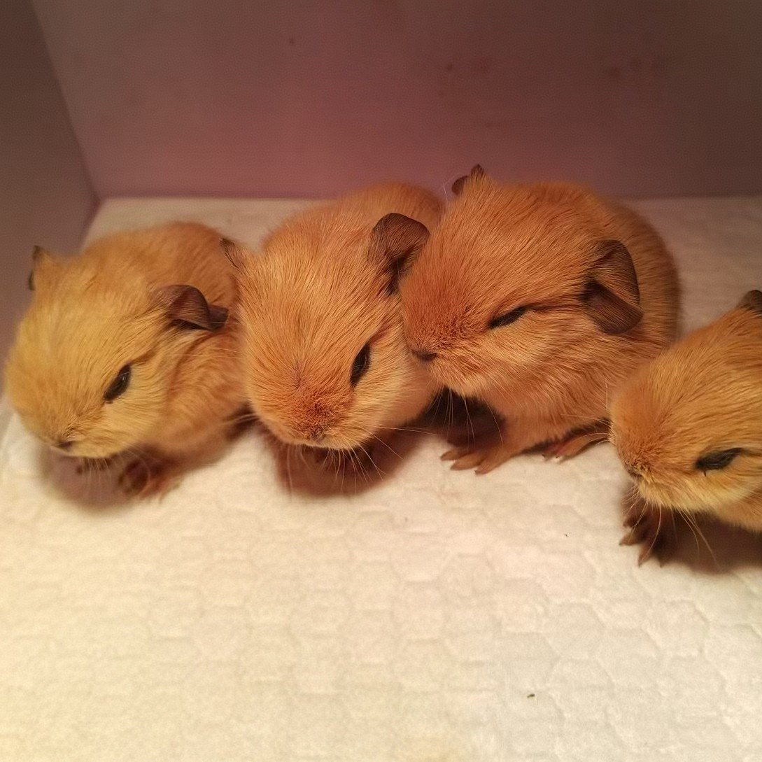 荷兰猪豚鼠宠物适合家庭喂养一物一拍