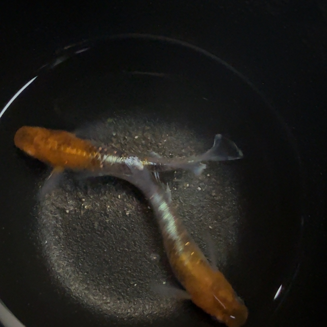 青鳉鱼019宽鳍三色干一对