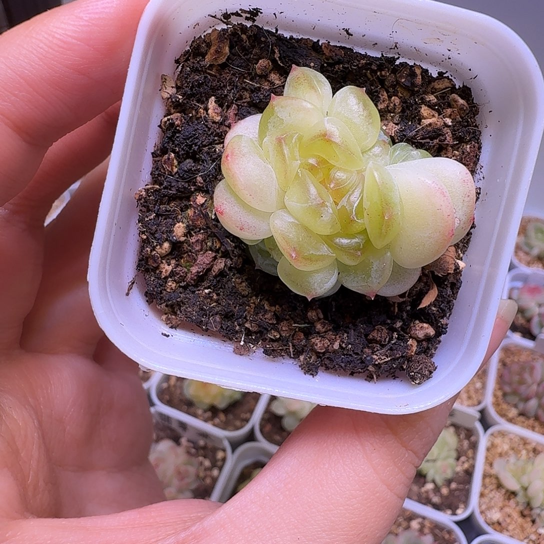 甜心t4多肉一物一拍