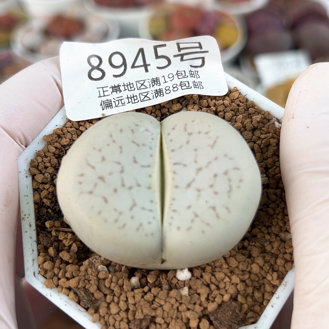 8945六年大白4cm