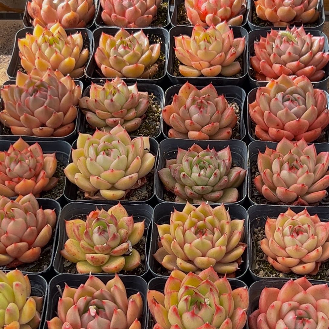 135多肉葡萄的味道是真的