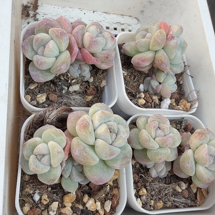 140 号到手1框一物一拍