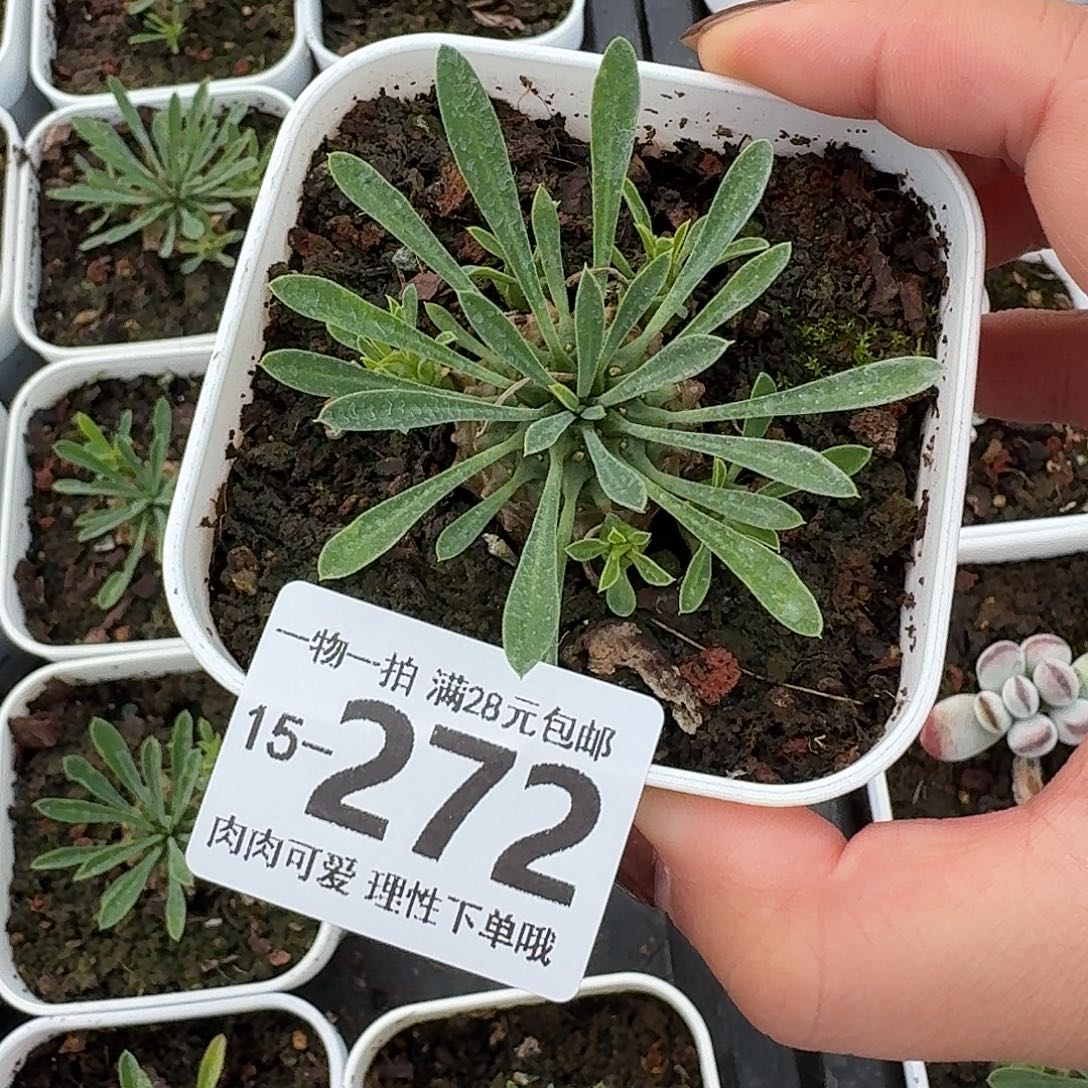 铁甲王无盆土发货无