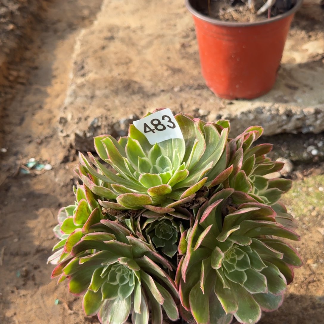 新品法师多肉483号法师多肉