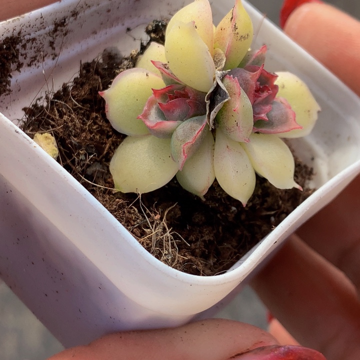 虾饺双头 一物一拍