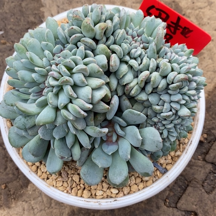 纽***扣8888888888888888888888