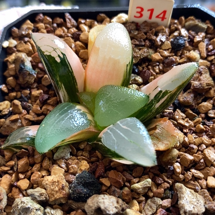 314号丘比特锦多肉植物