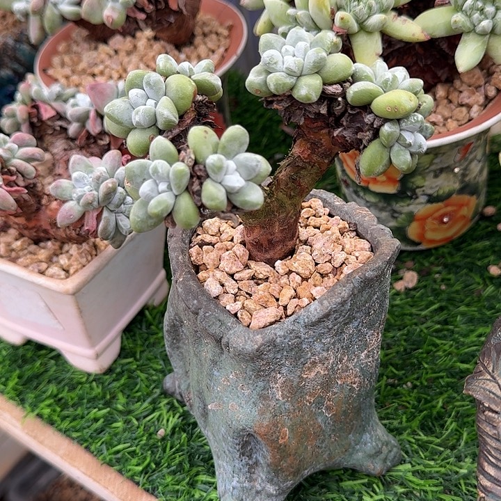 丸叶拇指仙女杯老桩