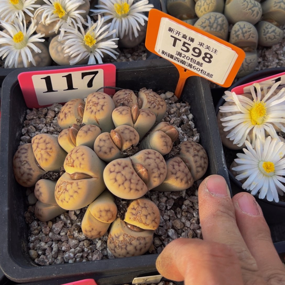 静***音598 一物一拍，默认有伤，介意勿拍，不退不换