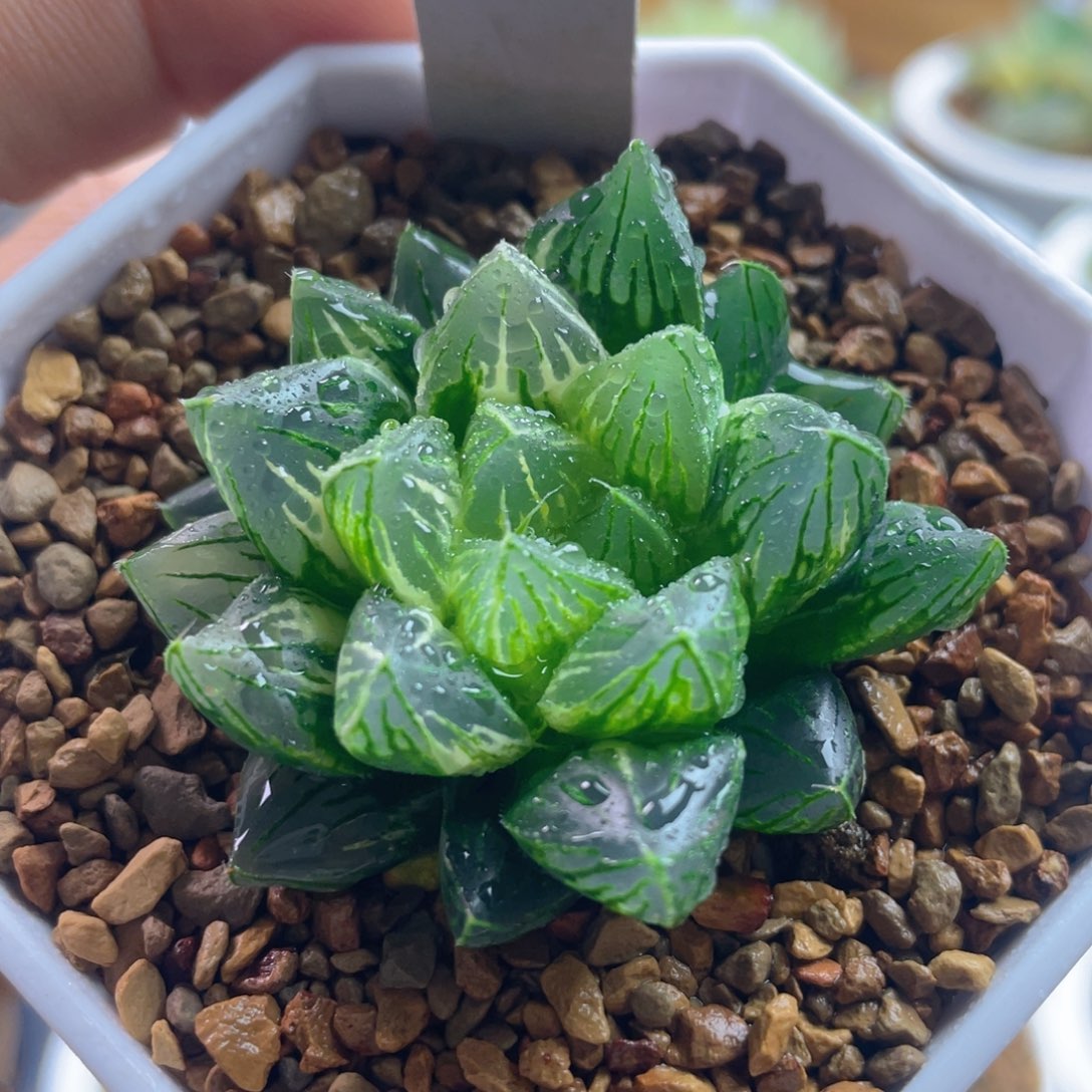 13.十二卷多肉立叶实生玉露锦。