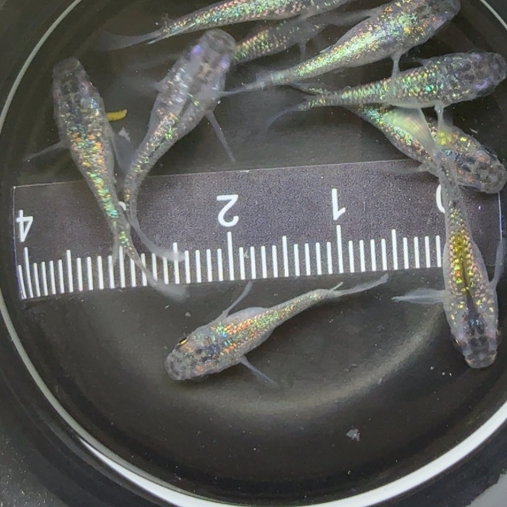 青鳉鱼短体蓝宝石10号