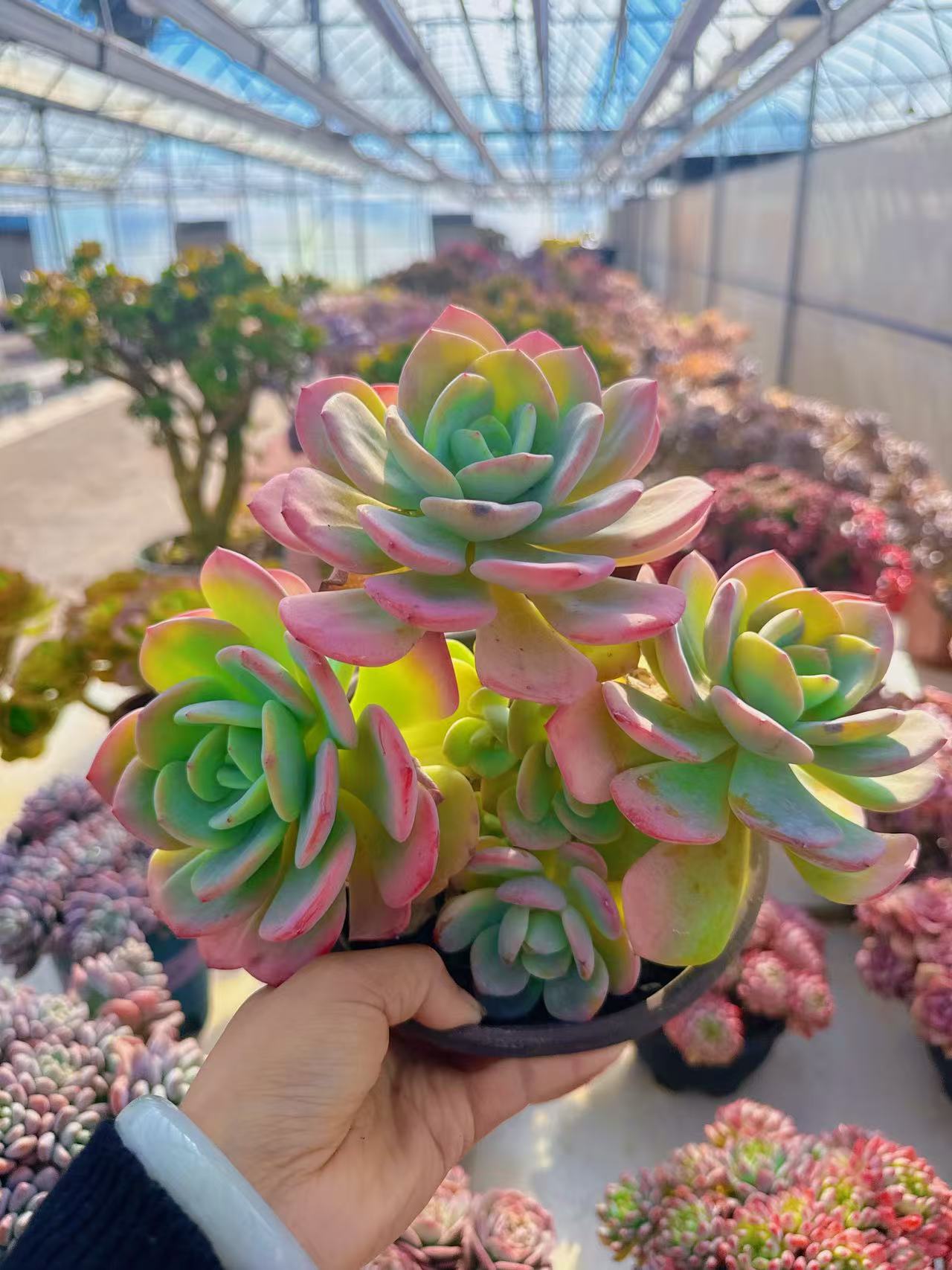 【白月光】脱土发货   阳台室内盆栽老桩多肉盆栽