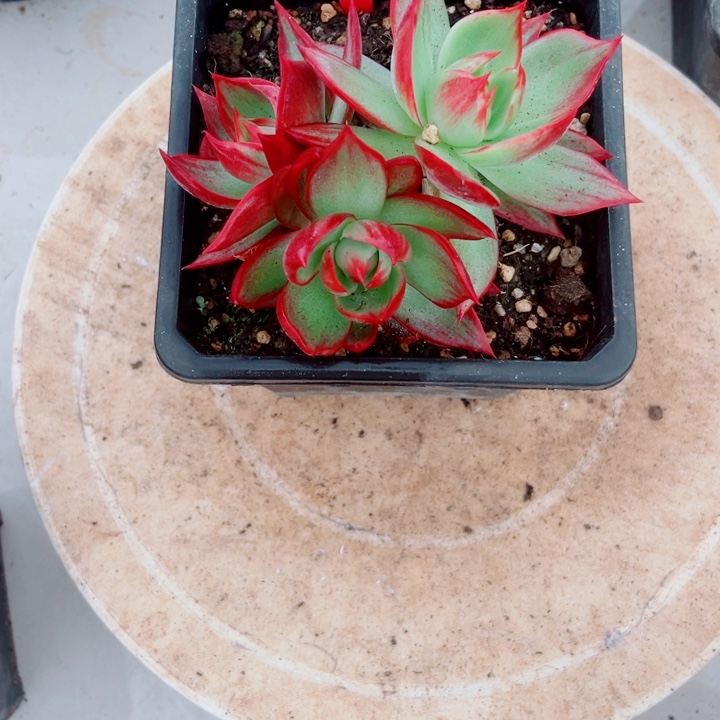 @****惊鸿仙子多肉植物A11