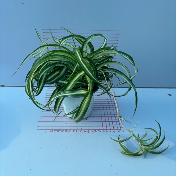 金边卷叶吊兰法国女郎半阴盆栽散射光护