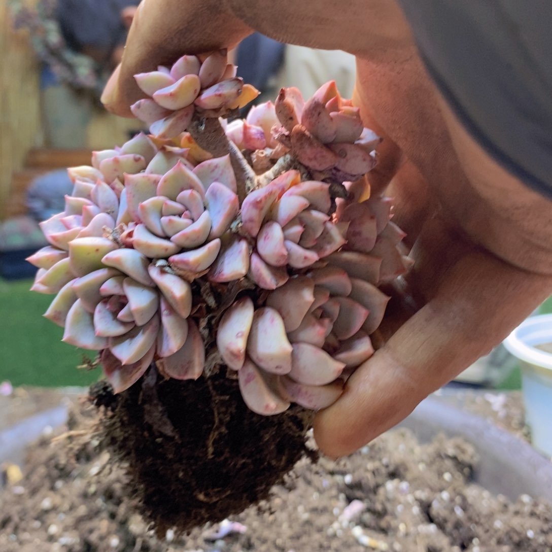 娴*F19号红粉佳人多肉