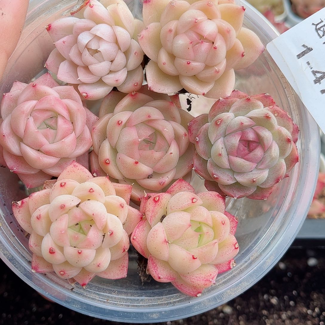 1-475 新疆西藏内蒙不发12.8包邮2-3公分多肉