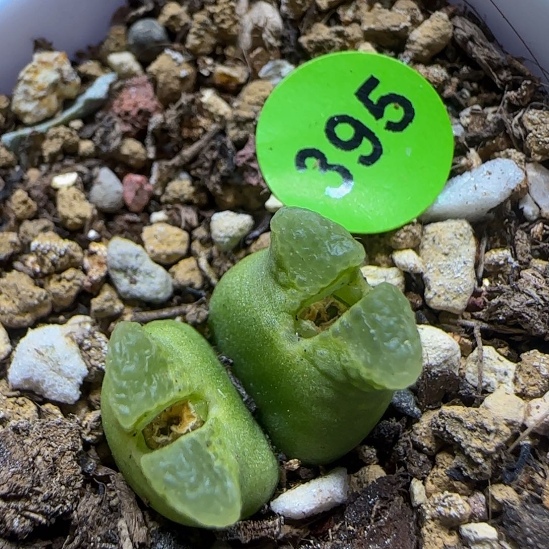 超级奶瓶多肉植物395