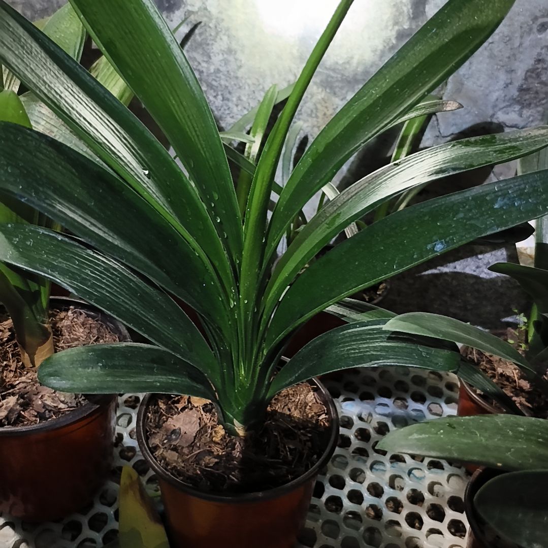 我***活完全开放黑金刚大苗一颗特惠