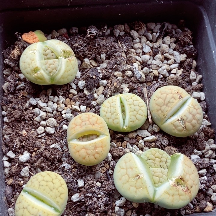 我我的小哥哥小姐姐们615