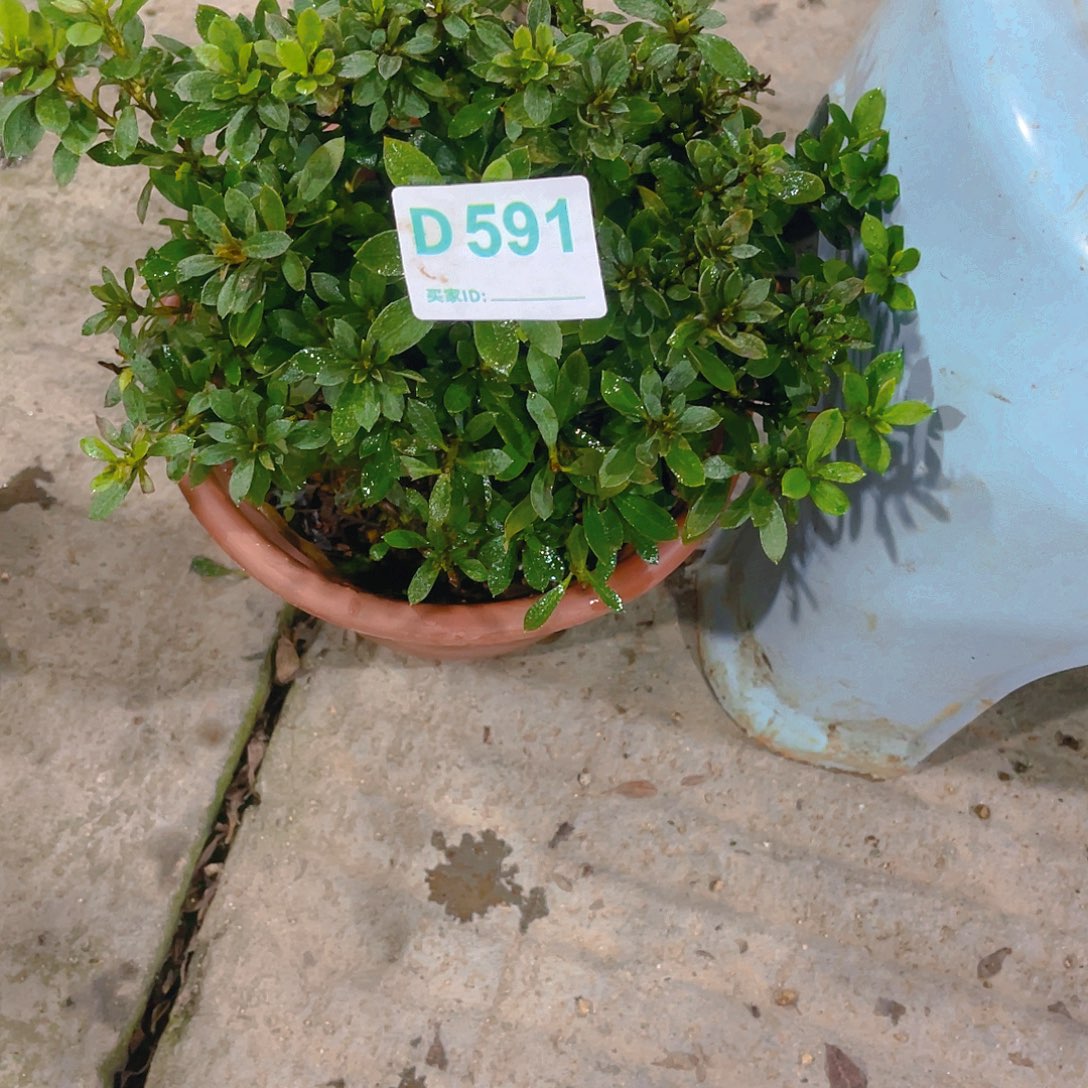 无花朵直播时间一直一个