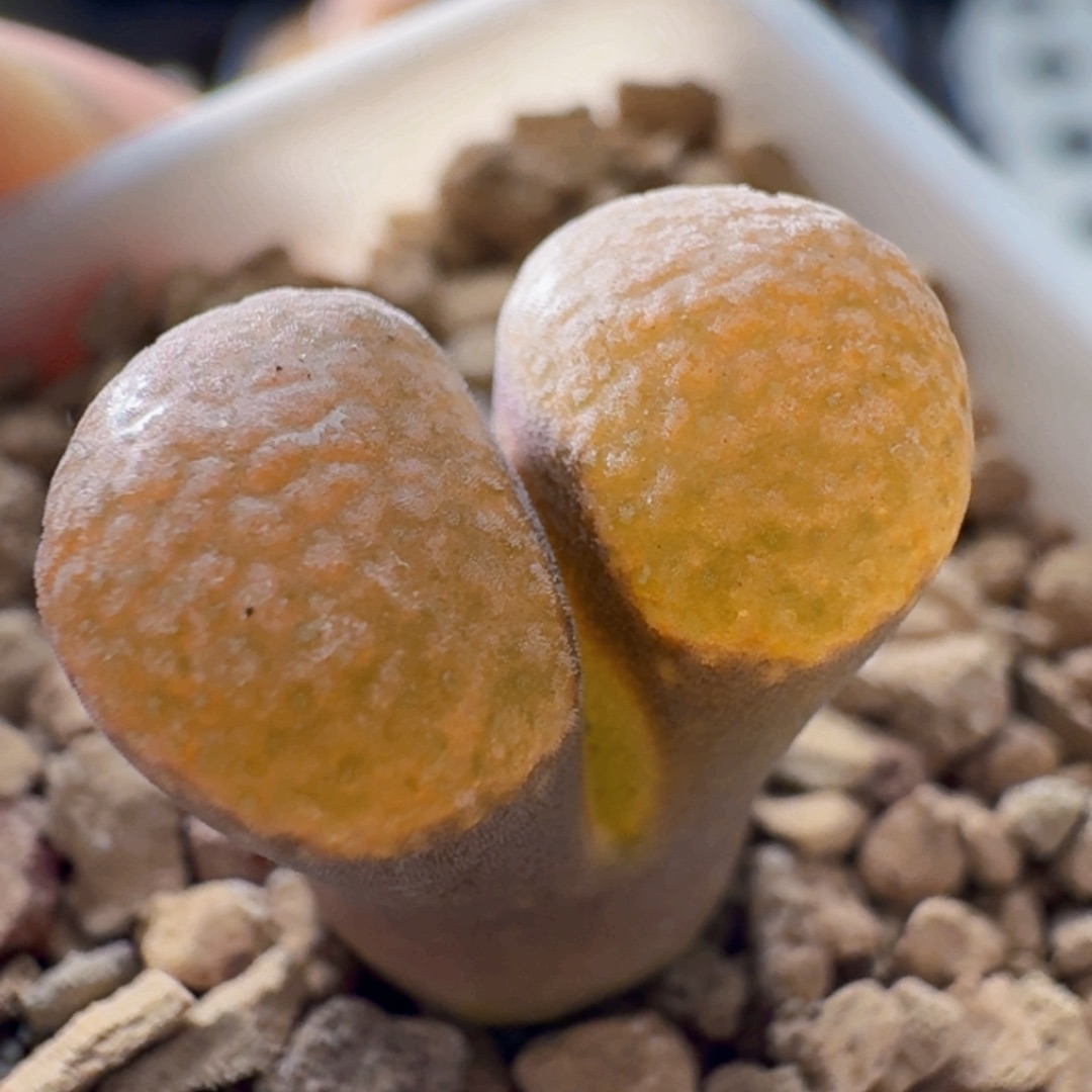 3345超级蛋糕风铃玉肉锥