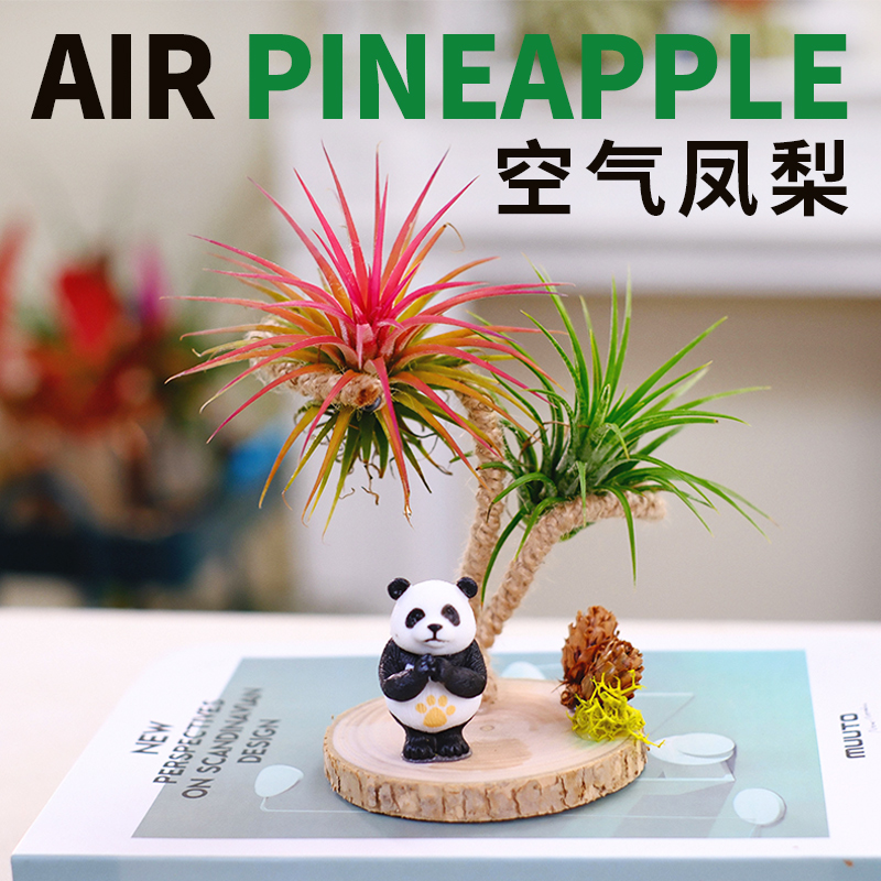 【精品】空气凤梨无土植物鲜活办公桌面室内多肉微景观盆栽绿植