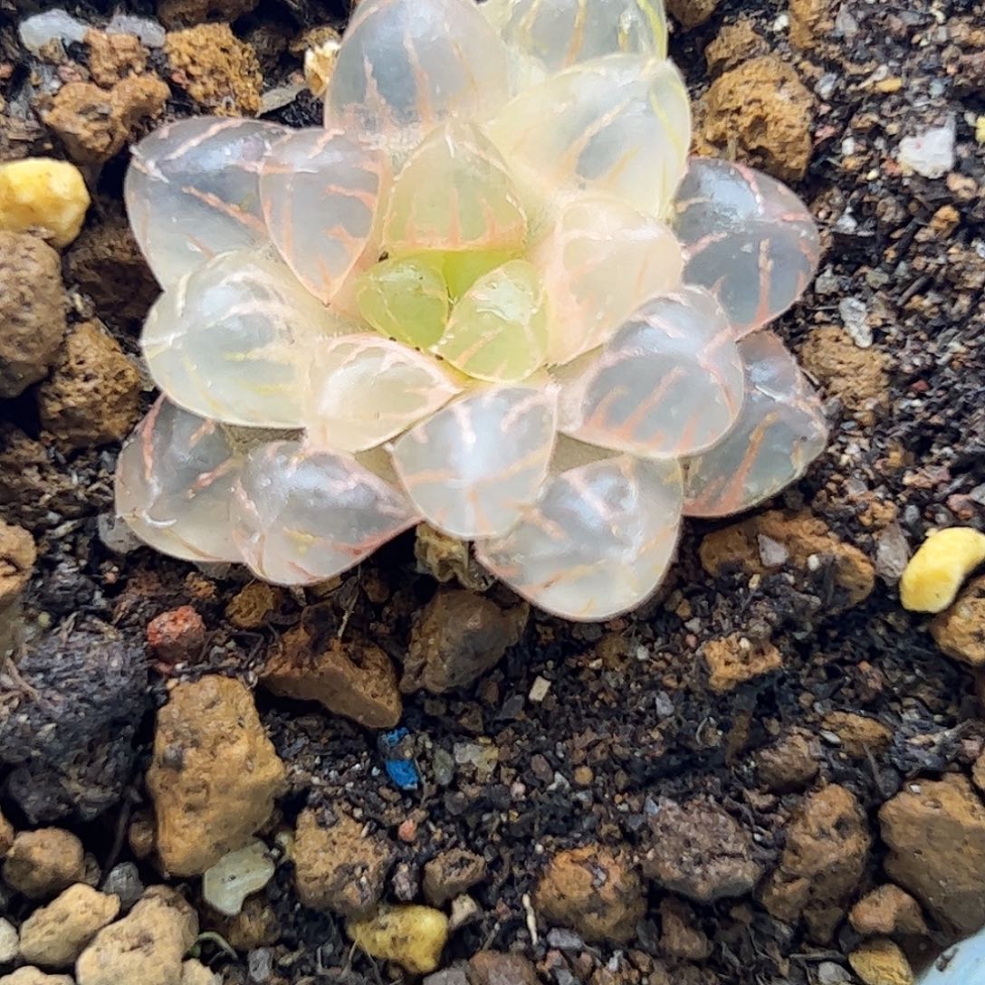 糊斑冰灯锦十二卷多肉植物