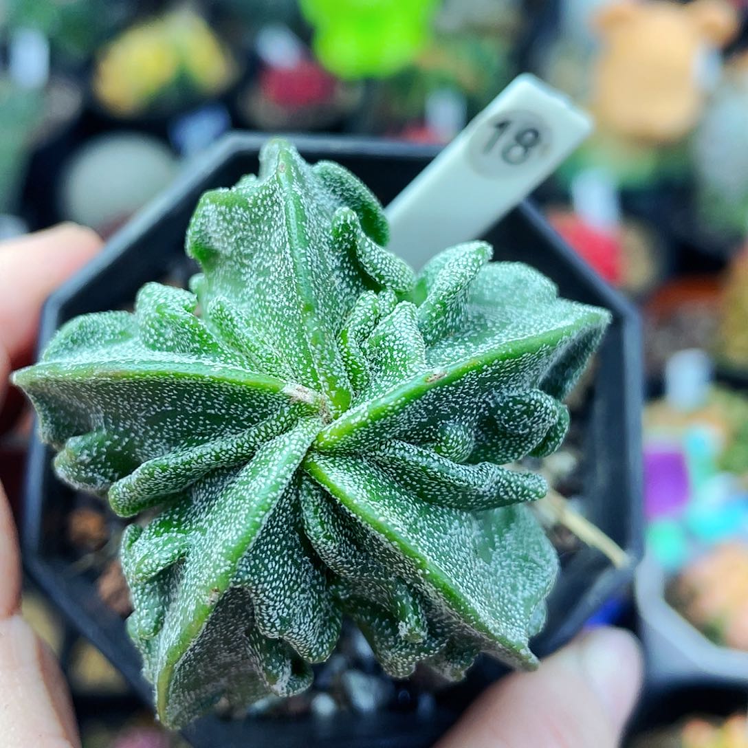 非偏远地区满25包邮仙人球