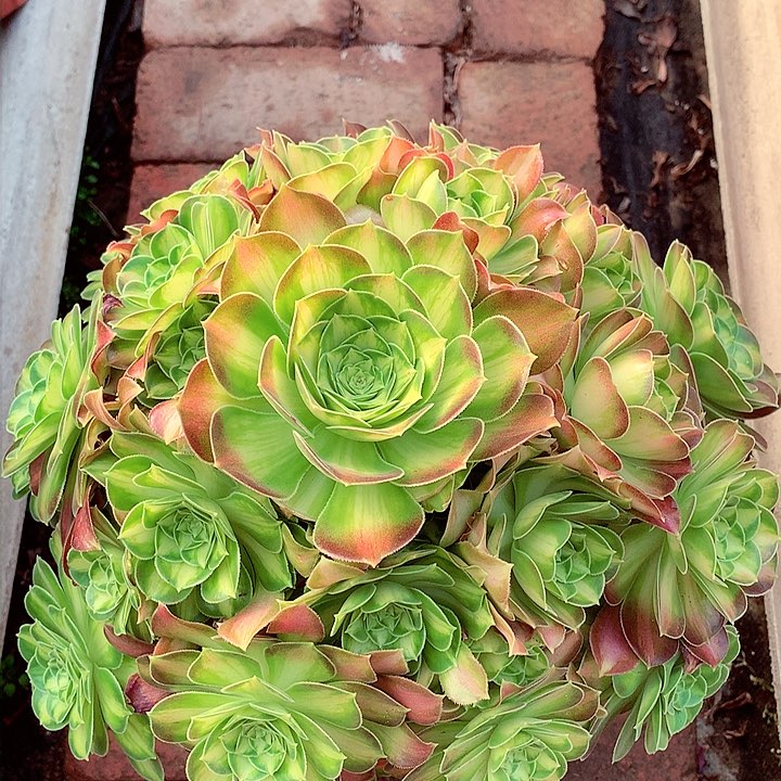 韶华捧花多肉植物