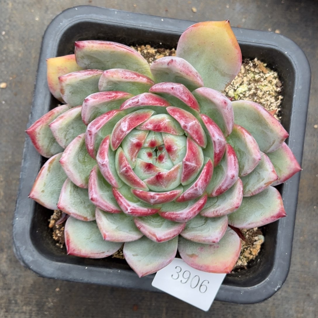 曾*节3906肉肉肉肉肉肉肉