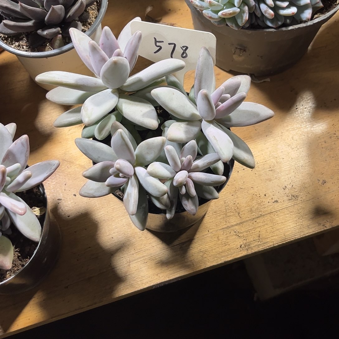 楼***园000000000000000000578