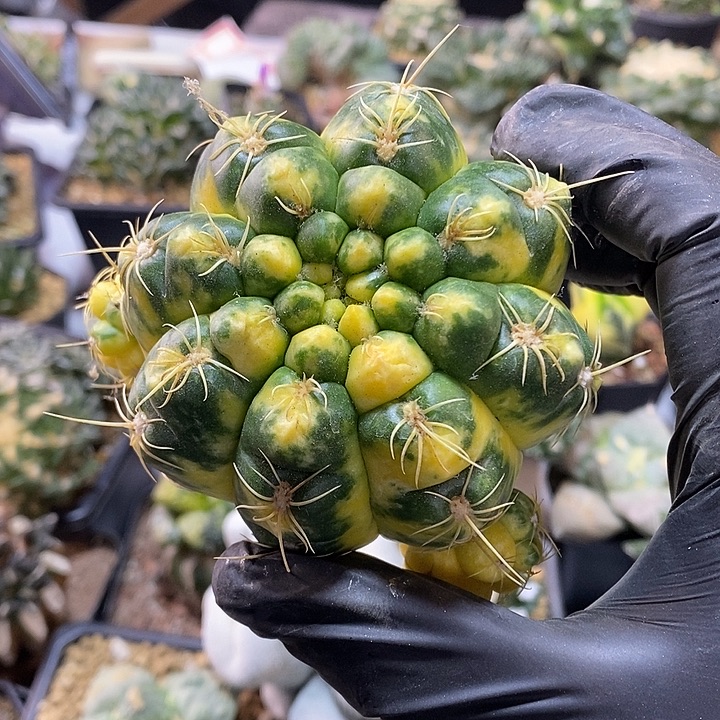 26号无根海王锦平切8,8公分