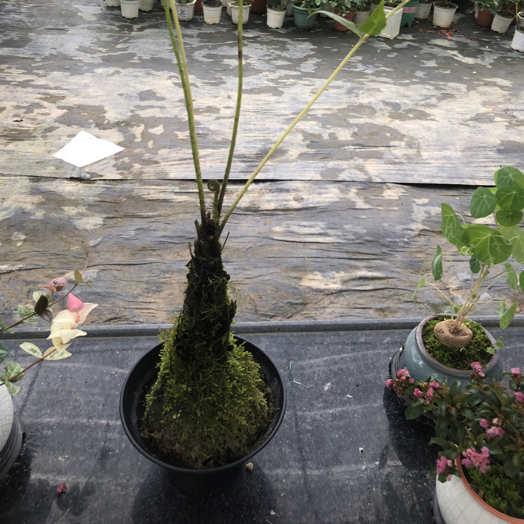 紫琪蕨 带盆包邮(叶损不售后)