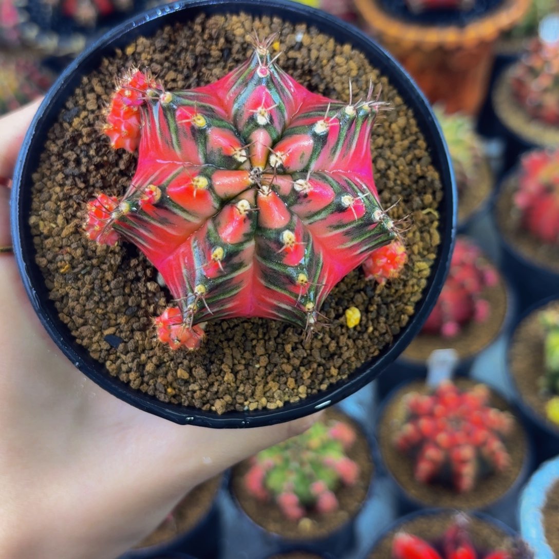 火焰晚霞0000000000008