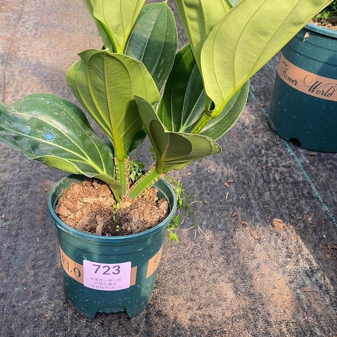 木本植物仙*兰木本花卉723