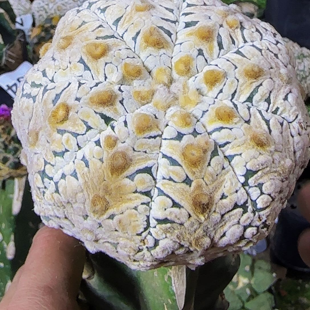 大v兜020仙人球开花