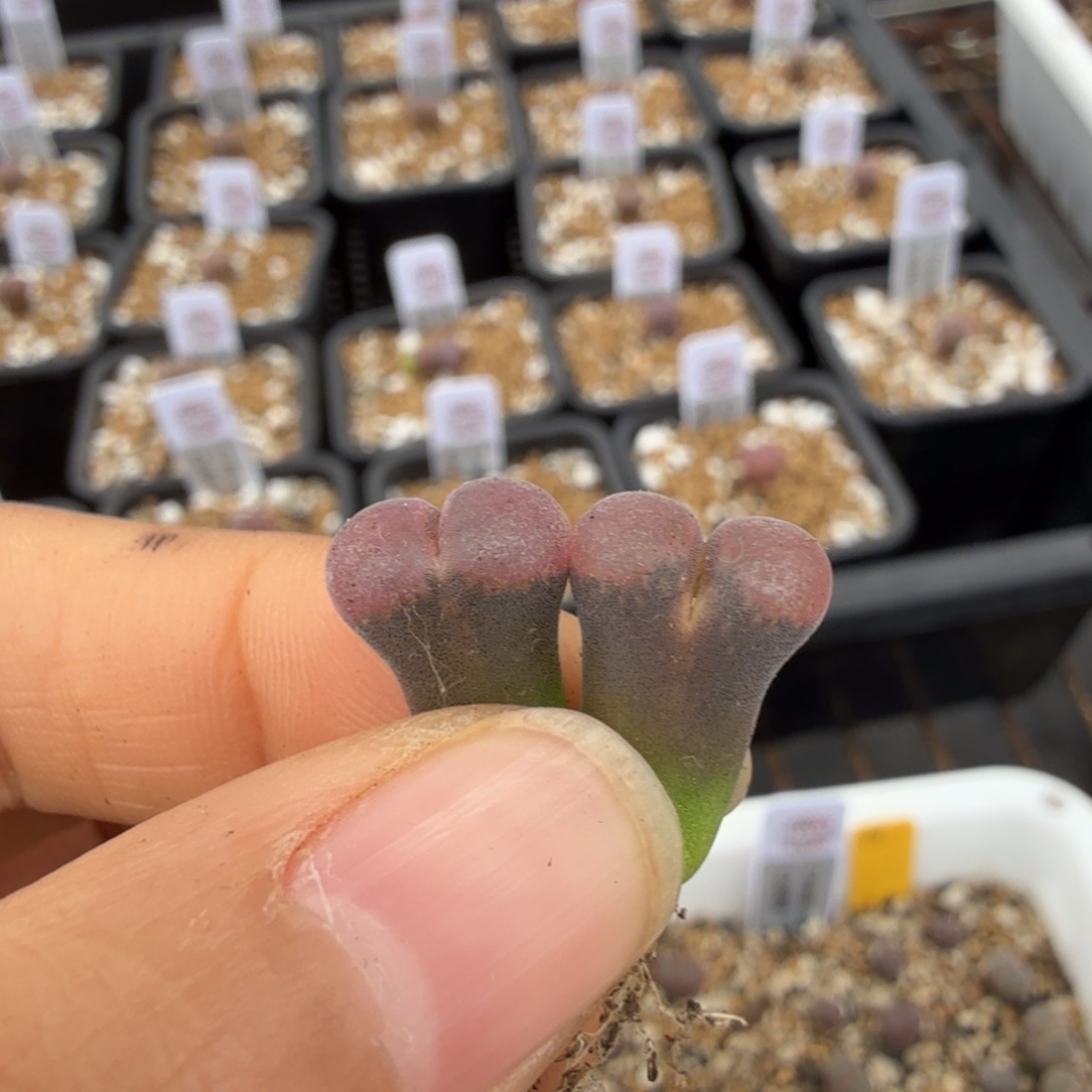 W****?C10 11-12-L5。        