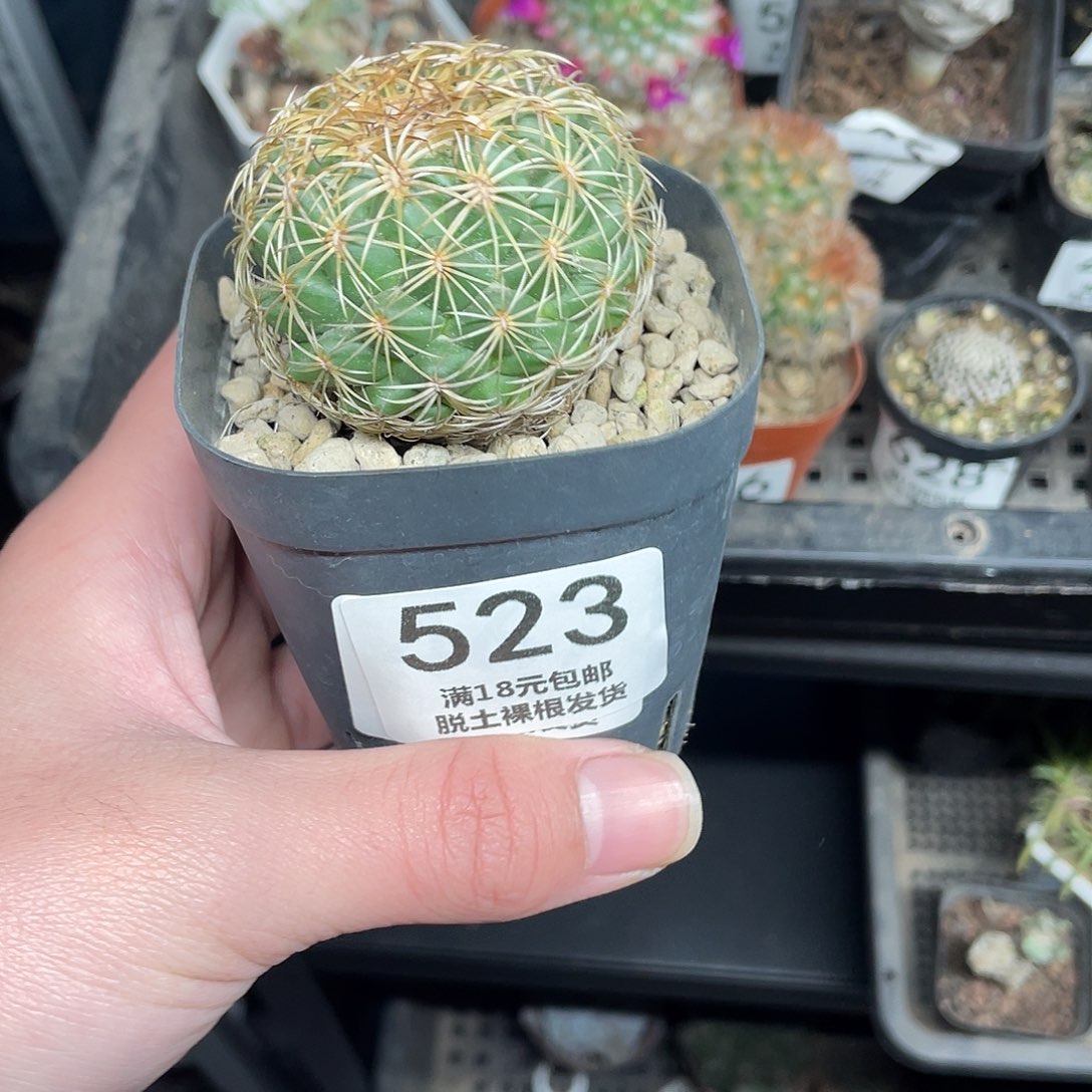 523儒衣（满18包邮）