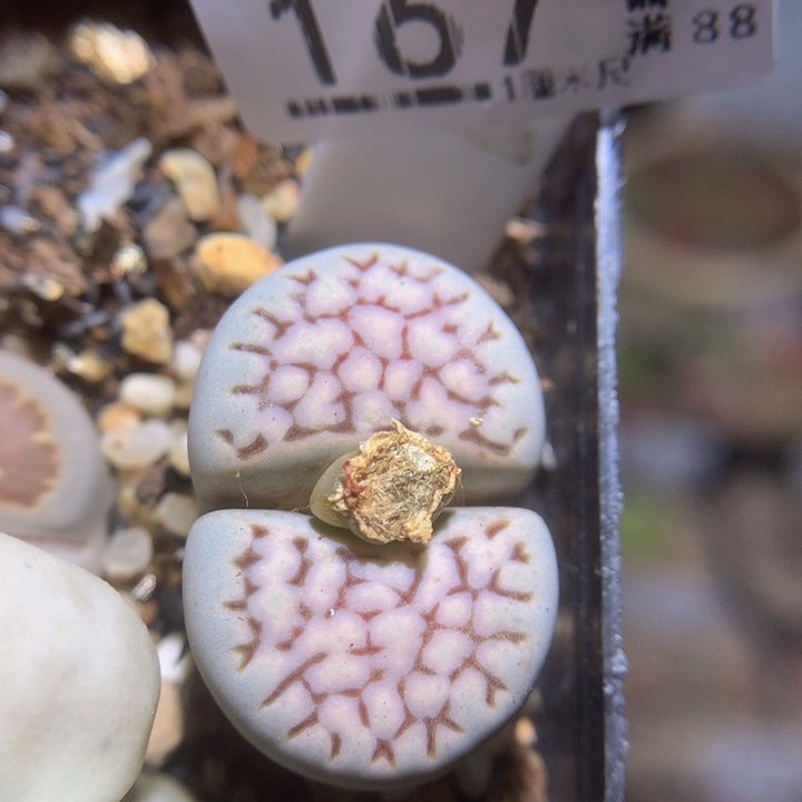 精品生石花122.167大理石