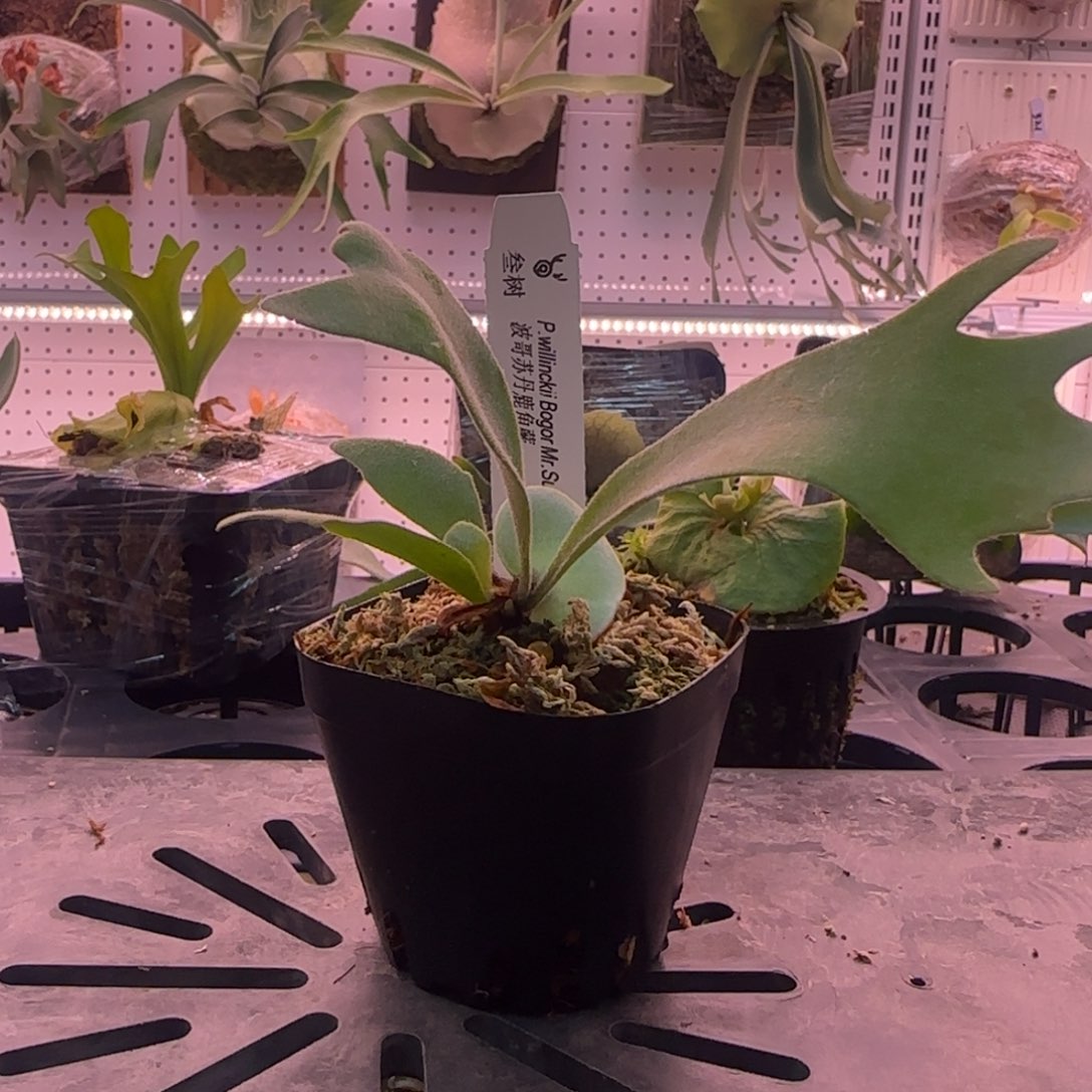 波哥苏丹鹿角蕨孢子苗