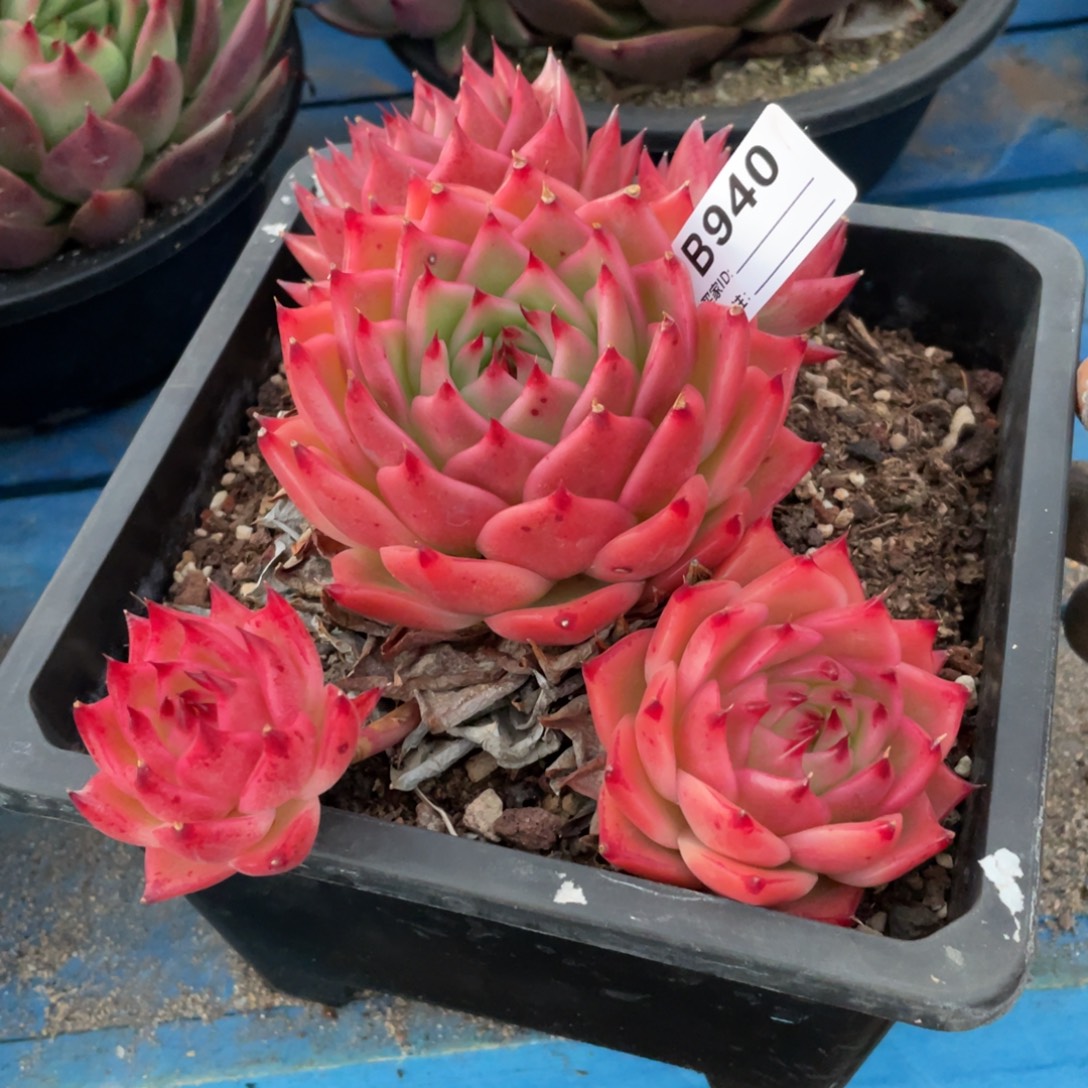 无花朵若如东云组拍B940