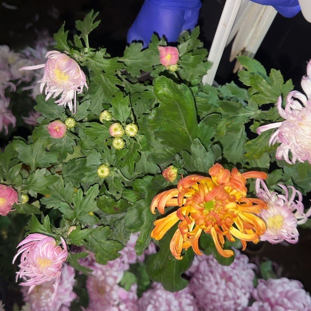 无花朵B6666666666