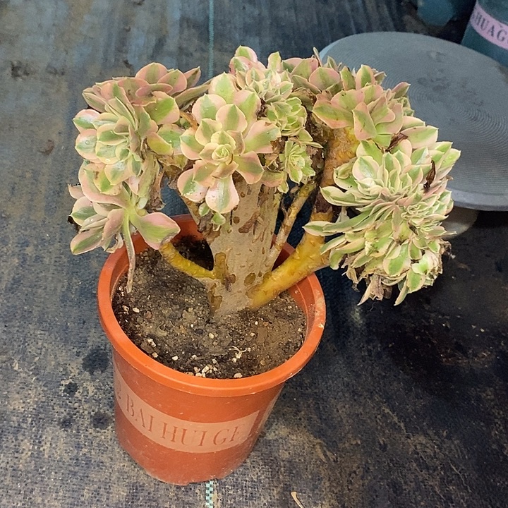 粉女巫缀4多肉植物法师法师