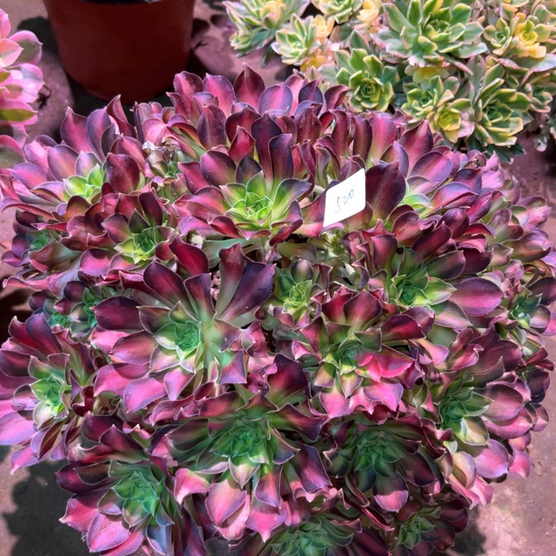 多肉植物韶华520