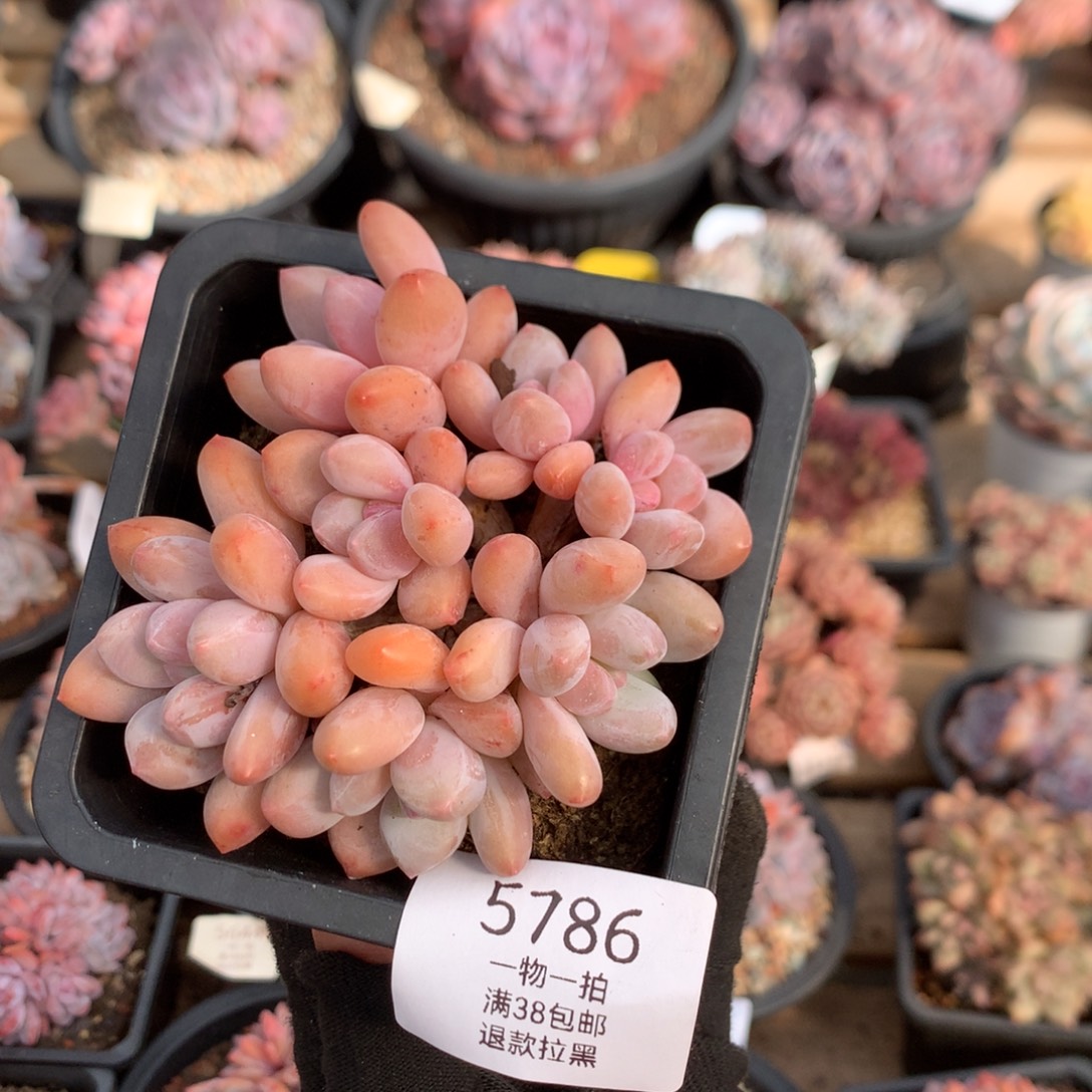 10厘米七头香水 老桩 5786